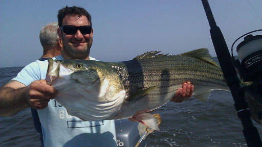 striped bass fishing